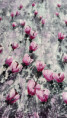 /album/detail138/fryblova-03x-jpg/