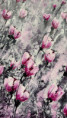 /album/detail138/fryblova-03xx-jpg/